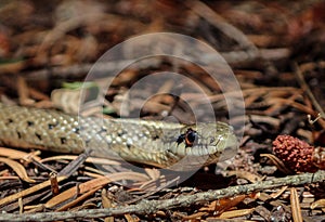 Garter Snake