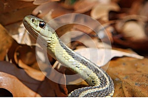 Garter Snake