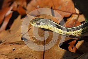 Garter Snake