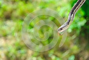 Garter snake