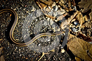 Garter Snake