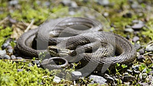 Garter snake