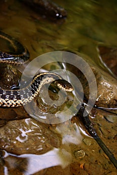 Garter Snake