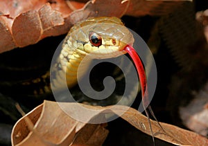 Liga serpiente 