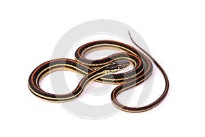 Garter Snake