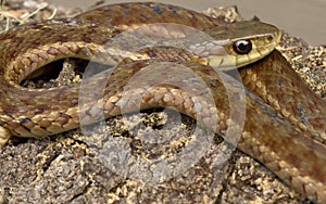 Giarrettiera serpente 