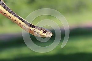 Garter Snake