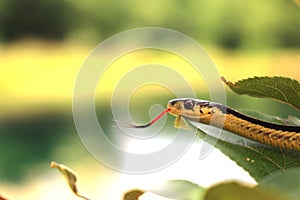 Garter Snake