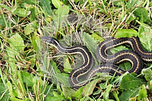 Giarrettiera serpente 