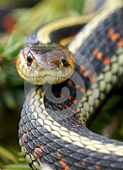 Garter Snake