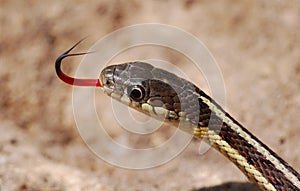 Garter Snake