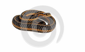 Garter snake