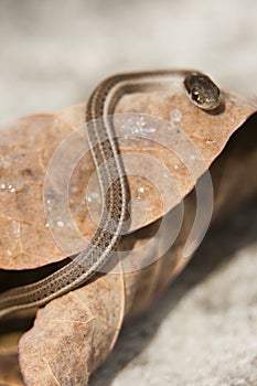 Garter Snake Close Up on Leaf