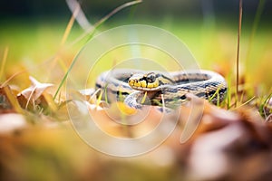 garter snake curled on a sunny patch of grass