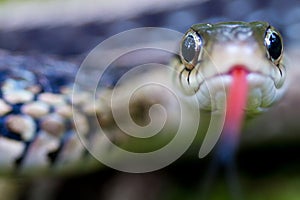 Garter snake eyes