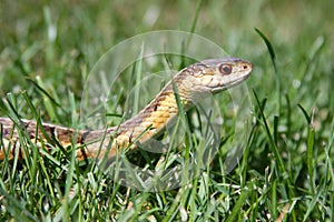 Liga serpiente en césped 