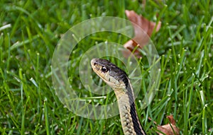 Garter Snake in Grass