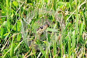 Garter Snake in the grass