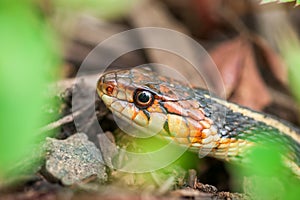 Garter Snake - Head Close-up