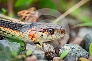 Garter Snake - Head Portrait
