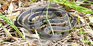 Garter Snake in Illinois