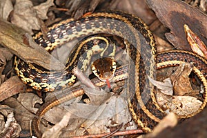 Garter Snake Illinois Wildlife