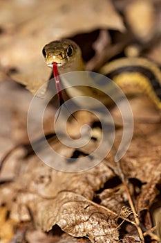Garter snake with its forked tongue out in Hampton, Connecticut
