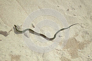 Garter snake on Prince Edward Island