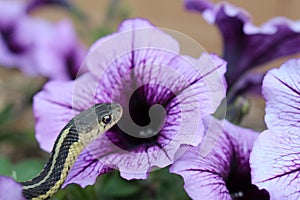 Garter snake and purple flower