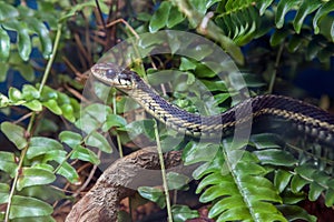 garter snake reptile wildlife environment conservation