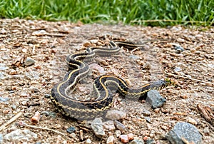 A garter snake rests on a gravel surface.