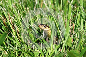 Garter Snake