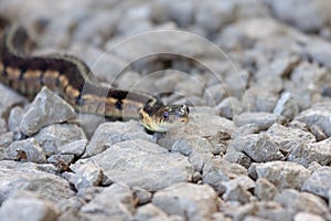 A garter snake slithers across a footpath
