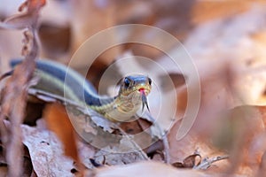 A garter snaketongue out in leaves photo