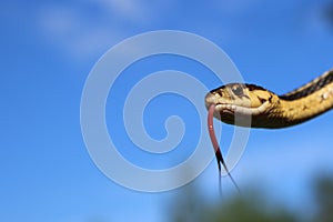 Garter Snake sticking out its tongue