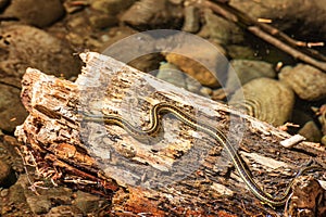 Garter snake sunning on log