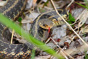 Garter Snake (Thamnophis sirtalis)