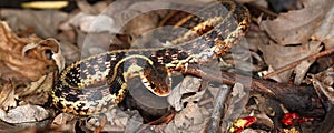 Garter Snake (Thamnophis sirtalis)