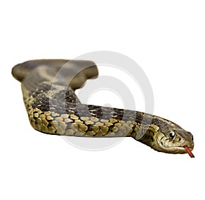 Garter Snake on White