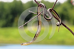 Garter Snake