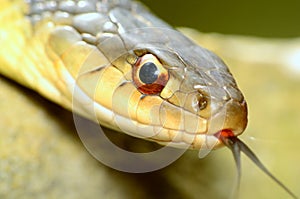 Garter Snakes photo