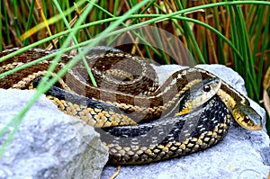 Garter Snakes