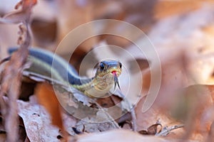 A garter snaketongue out in leaves