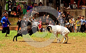 Garut Sheep Fighting (Adu Domba)