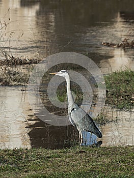 Garza Ardeidae waiting to hunt in river Duero photo