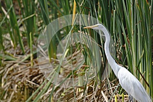 Garza blanca Ardea alba photo