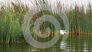 Garza Blanca flying over a lagoon photo