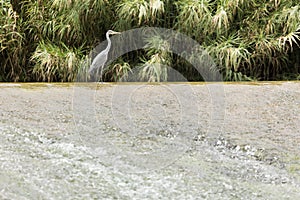 Garza Cuca on the River World as it passes through the town of L photo