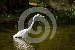 Garza Real also known as Great Egret standing on a pond. photo