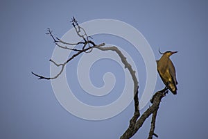 Garza Syrigma sibilatrix, heron, standing on a tree brunch in YapeyÃÂº, Corrientes photo